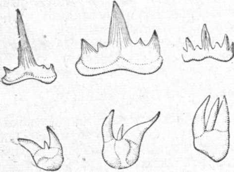 Зубы древних акулоподобных