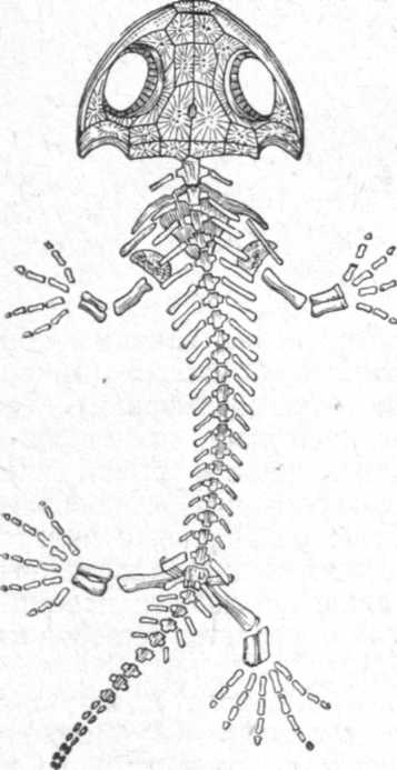Скелет стегоцефала