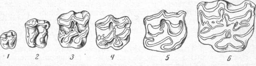Правые верхние коренные зубы лошадиных
